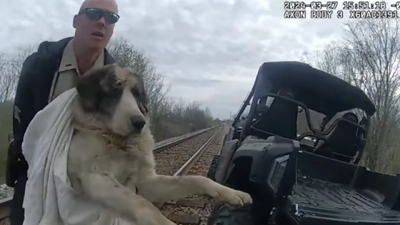 Dramatic Rescue: Injured Dog Saved After 3 Days Trapped on Railroad Tracks