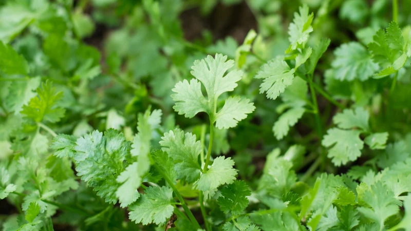 Discover the Perfect Companion Plant for Cilantro: A Must-Have Vegetable!
