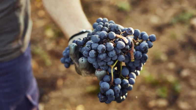 Discover the Surprising Time Frame for Growing Grapes from Seeds!