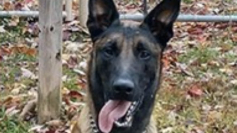 "Heroic K-9 Sacrifices Life to Save Officer in Daring Prison Rescue"