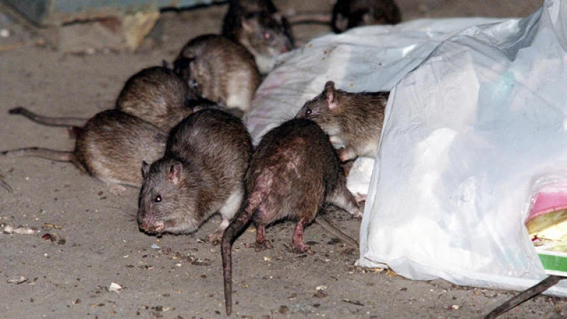 The Incredible Story of How Brown Rats Conquered U.S. Cities After Sneaking Off Ships