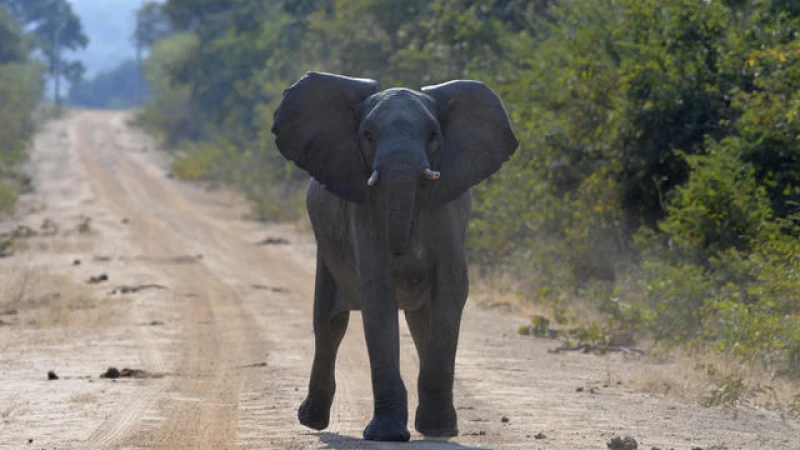 Tragic Incident: American Woman Fatally Attacked by Elephant in Zambia