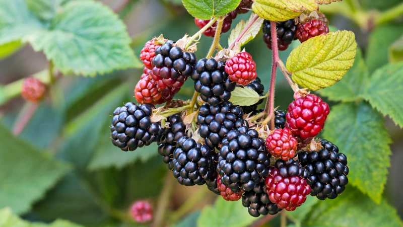 Discover HGTV's Exclusive Method for Successfully Propagating Blackberries!