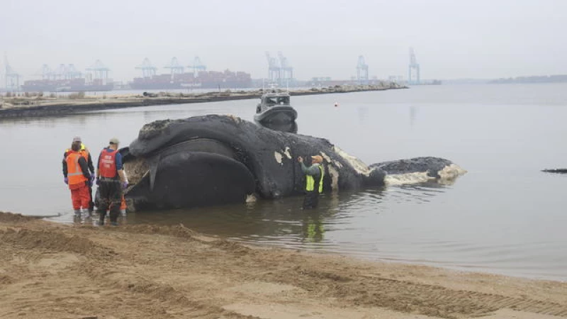 Tragic Discovery: Endangered Whale Fatally Struck by Ship off Virginia Coast