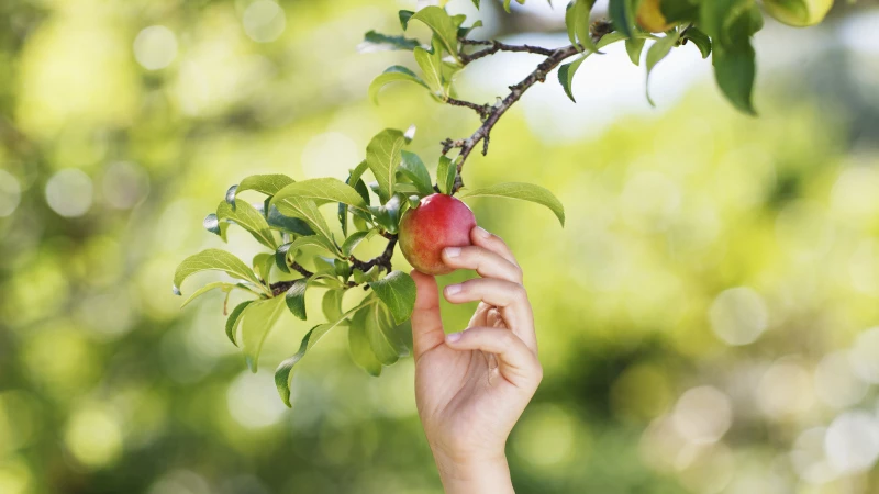 Keep Your Fruit Trees Healthy and Thriving: Ward Off Bacteria and Fungi with this Essential Ingredient