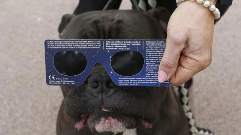 "Discover How the Solar Eclipse Impacts Animals: Essential Pet Safety Tips from Veterinarians"