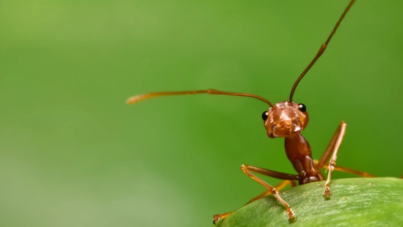 Keep Ants at Bay with This Powerful Herb for Your Home and Garden!