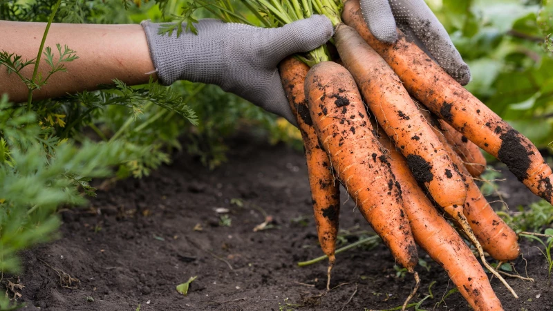 Discover TikTok's Secret to Growing Perfect Carrots for a Bountiful Harvest!