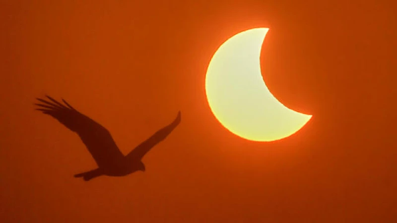 Capture the Solar Eclipse Safely: Tips for Taking Pictures with Your Phone