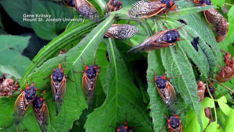 Discover the Epic Emergence of Trillions of Cicadas Across the U.S. This Spring