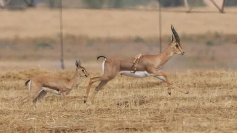 Rare Sighting: Gazelle with Six Legs Spotted in Israel!