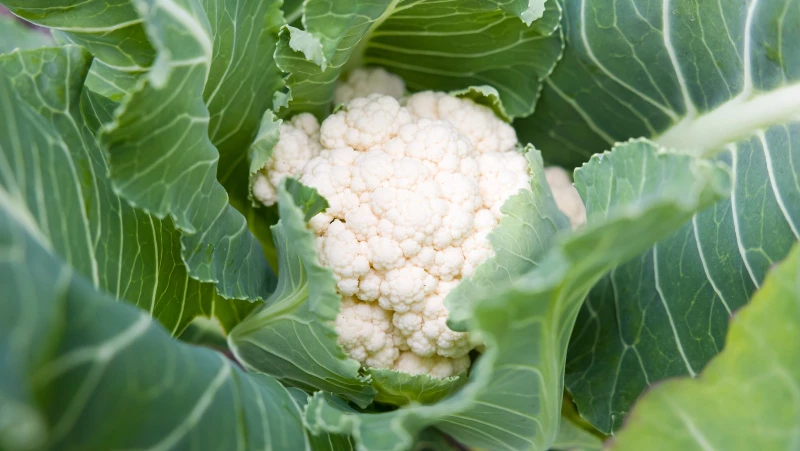 Discover the Surprising Reason Why You Shouldn't Plant This Popular Garden Vegetable Next to Cauliflower!