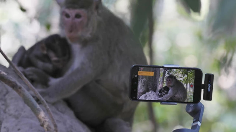 Increasing Cases of YouTubers Exploiting Monkeys in Cambodia's World Heritage Site