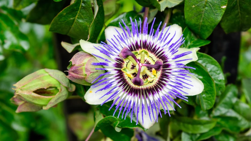 Important Tips to Consider Before Planting Passionflower Vines in Your Garden