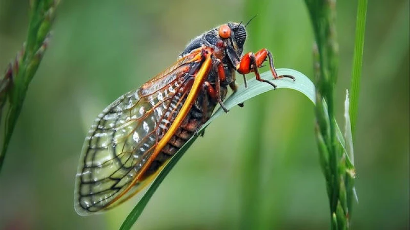 Get Ready for the Spectacular Emergence of Periodical Cicadas this Spring: Everything You Need to Know!