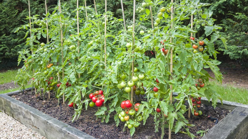 "Unlock the Secrets: 18 Essential Tomato Growing Hacks You Can't Miss!"