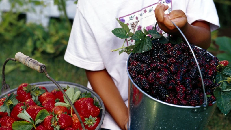 "Discover the Perfect Pair: Growing Strawberries and Blackberries Together in Your Garden!"