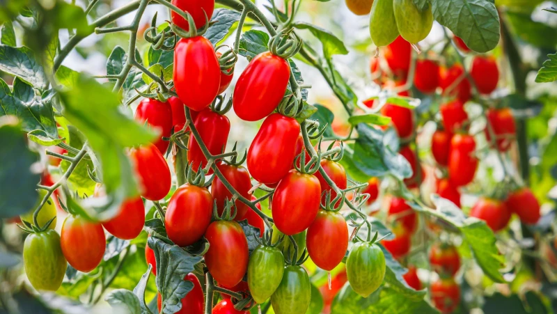Unveiling the Ultimate Tomato Growing Hack for Bountiful Harvests: Tips from Our Expert Gardener