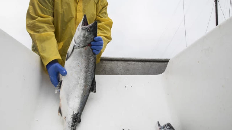 Second Consecutive Year: Salmon Fishing Banned Along California Coast