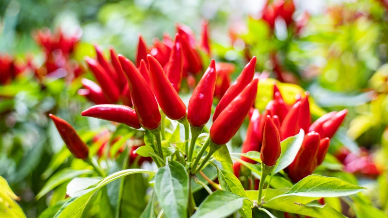 Unveiling the Secret: How Epsom Salt Boosts Pepper Plant Growth!