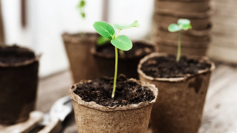 Master Gardener Reveals the Secret to Perfectly Watering Your Seedlings