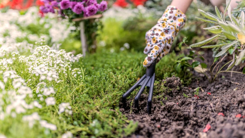 Enhance Your Garden Soil Naturally with These 13 Essential Plants!