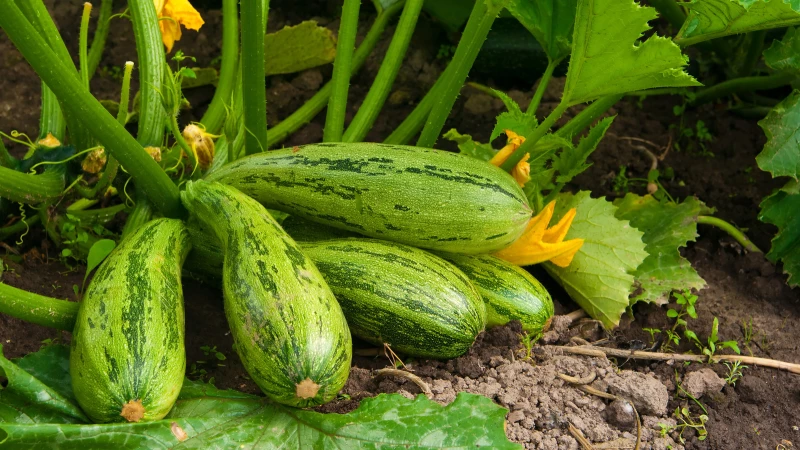 Boost Your Zucchini Garden with This Amazing Cover Crop!