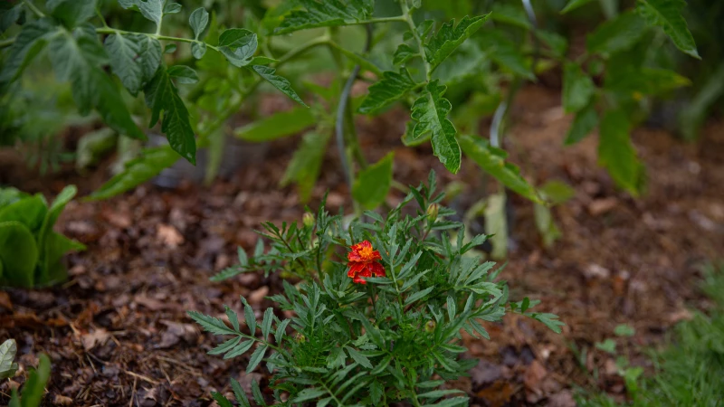 Boost Your Tomato Plants with Marigolds - A Winning Combination!