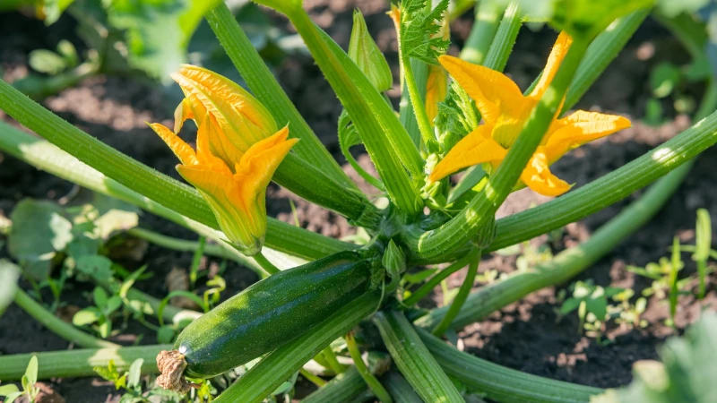 "Ultimate Guide: Safeguarding Your Zucchini Plants Against Pests"