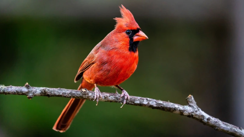 Attract Cardinals to Your Yard with These Gorgeous Trees!