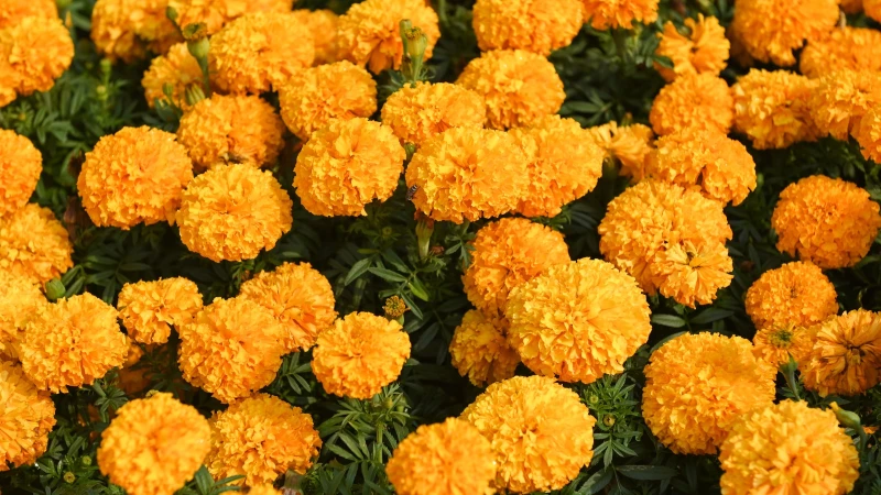 Discover the Perfect Match: Marigolds as Peppers' Best Companion Plant!