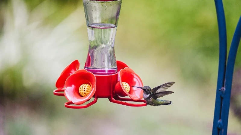 "Discover the Forbidden Ingredients for Hummingbirds in Your Yard!"