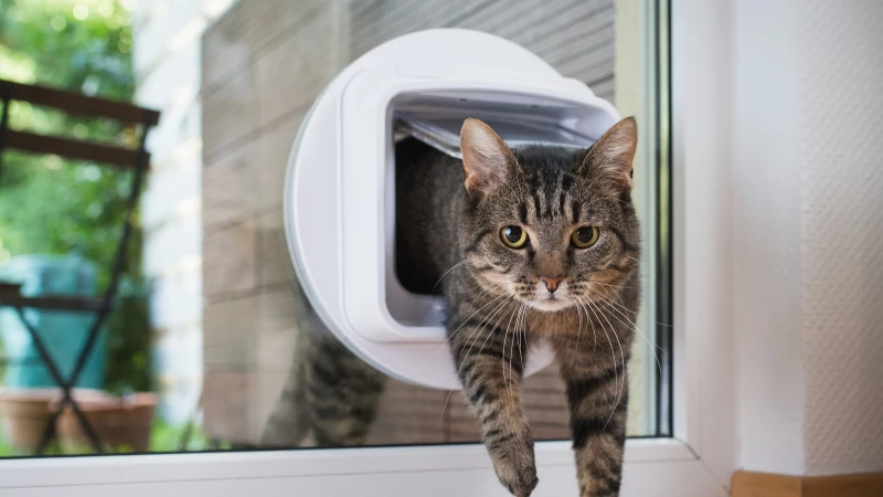 Are Electronic Pet Doors Worth the Investment?