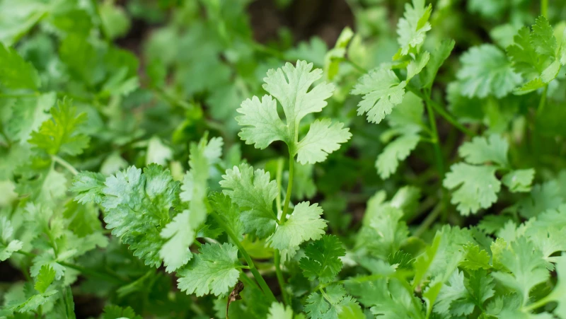 Discover the Surprising Benefits of Letting Your Cilantro Bolt, Revealed by Our Expert Gardener!