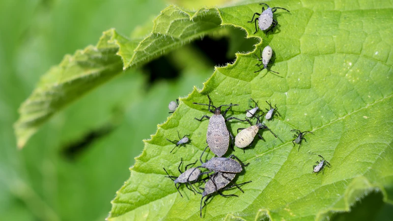 Prevent Squash Bugs from Infesting Your Zucchini Garden: Essential Tips to Safeguard Your Harvest