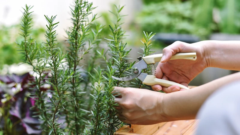 Discover the Simple Secrets to Growing Flavorful Rosemary Plants Inside Your Home
