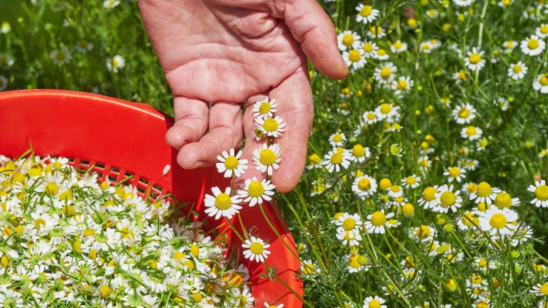 Discover the Superior Chamomile for Your Garden: Roman vs. German - Unveiling the Best Option!