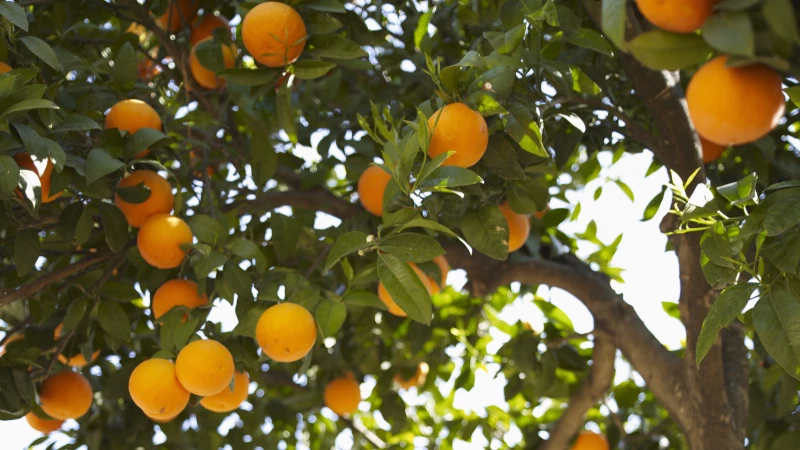 Unlock the Secret to Thriving Citrus Trees with Seaweed Extract: Discover the Surprising Benefits!