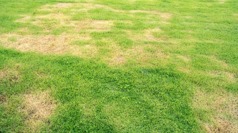 Unveiling the Truth: Can Hydro Mousse Liquid Lawn Really Transform Your Lawn?