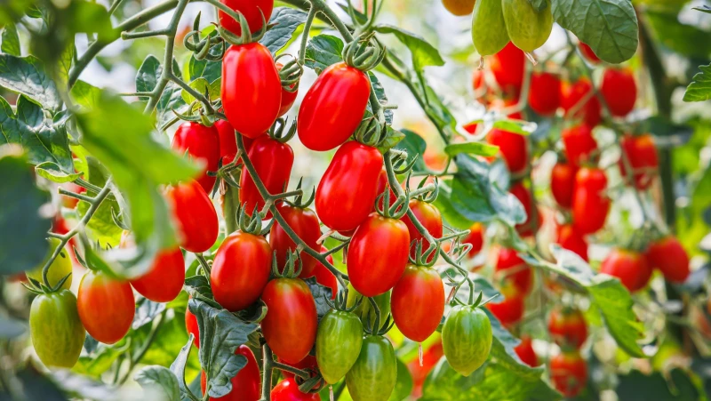 Transform Your Tomato Plants with This Surprising Garden Waste!