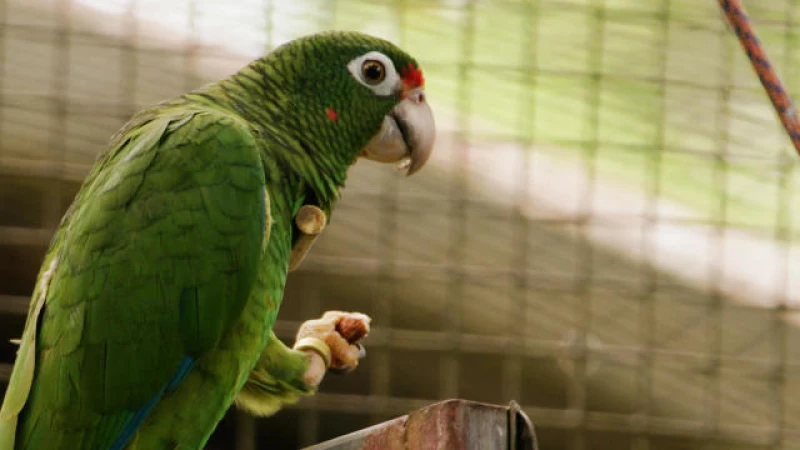 Puerto Rican Parrot in Peril: Facing Increased Threat from Intense Hurricanes