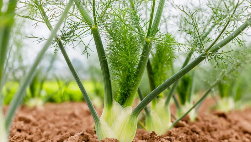 Discover the Surprising Benefit of Growing Fennel Instead of Ornamental Grass!