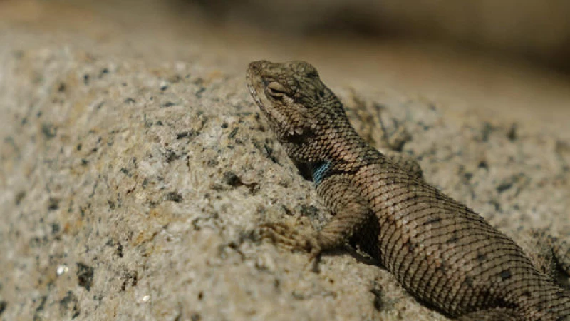 Is Climate Change Wiping Out Lizards at an Alarming Rate?