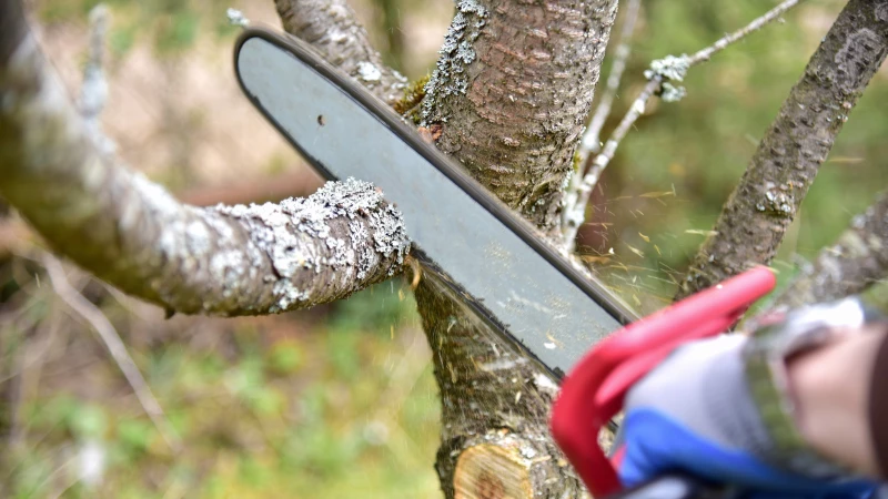 "Mastering the Art of Chainsaw Selection for Firewood, Yard Maintenance, and Gardening Purposes"