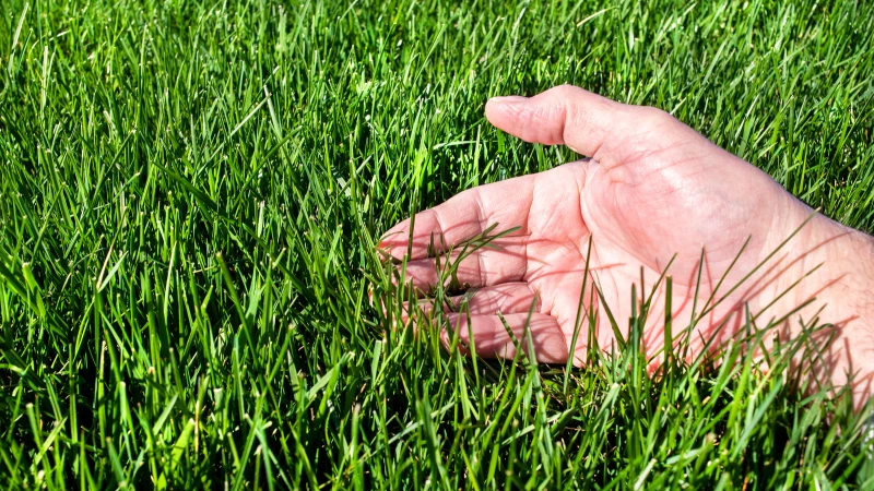 "Unveiling the Ultimate Secret to a Lush Green Lawn: Organic or Synthetic Fertilizer - What's the Winning Formula? Get Insights from Our Lawncare Guru!"