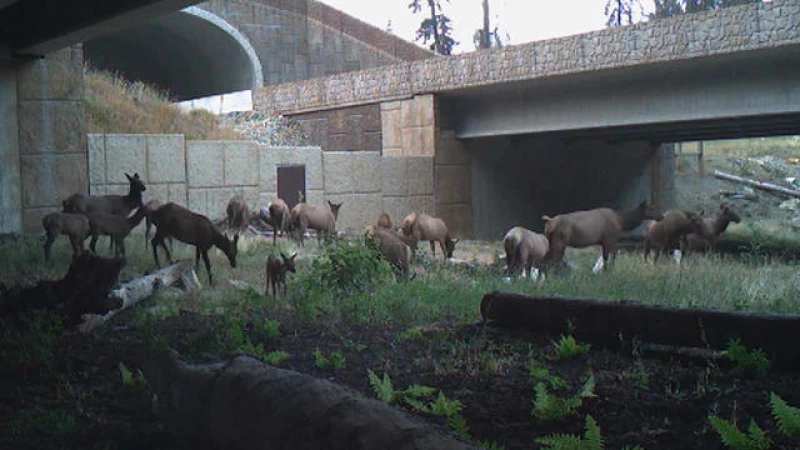 "Discover the Lifesaving Impact of Wildlife Crossings on Animals and Humans"