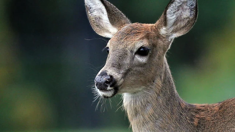 Did Contaminated Deer Meat Lead to Fatal Brain Diseases in 2 Hunters?