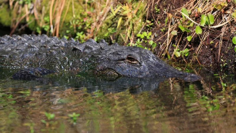 Survivor's Terrifying Encounter: "I was sure it was the end for me," says victim of Alligator Attack