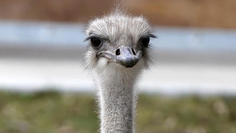Tragic Incident: Ostrich Fatally Swallows Zoo Worker's Keys, Heartbreaking News from Kansas Zoo