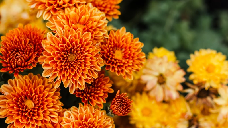 Discover the Benefits of Planting Mums in Spring with Expert Gardening Tips!